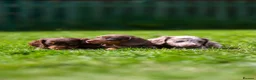Miniature Dachshund dogs for sale: Miniature dachshunds boys and girls  - Advert 2