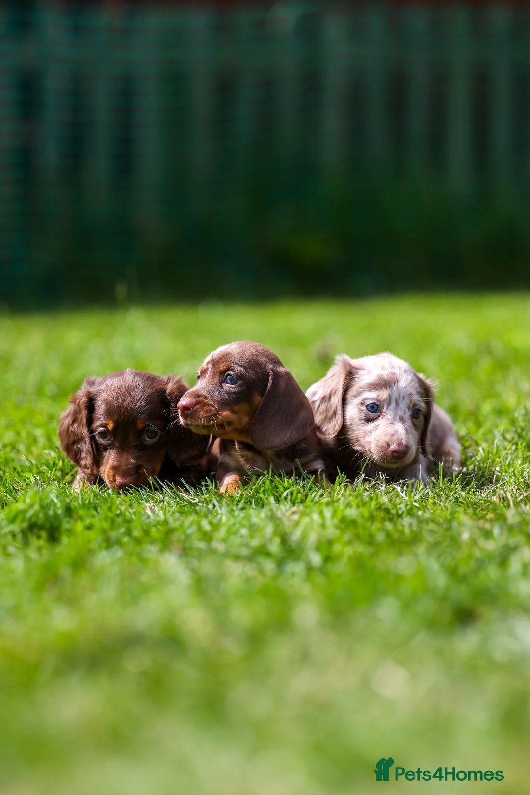 Miniature Dachshund dogs for sale: Miniature dachshunds boys and girls  - Advert 2