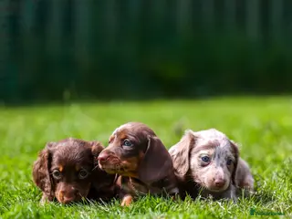 Miniature Dachshund dogs Miniature dachshunds 💖 boys - Advert 18