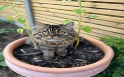 Persian cats for sale: 🐾 Loving Home Wanted for Our Beautiful Kitten 🐾 - Image 5