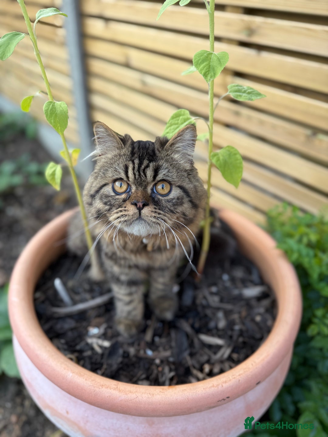 Persian cats for sale: 🐾 Loving Home Wanted for Our Beautiful Kitten 🐾 - Image 5