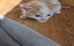 Mixed Breed cats for sale: Beautiful fluffy ginger kittens - Image 3
