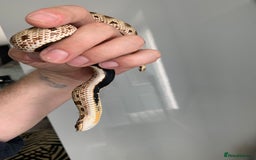 Snake reptiles for sale: Male Western Hog Nose stunning markings & set up - Image 3