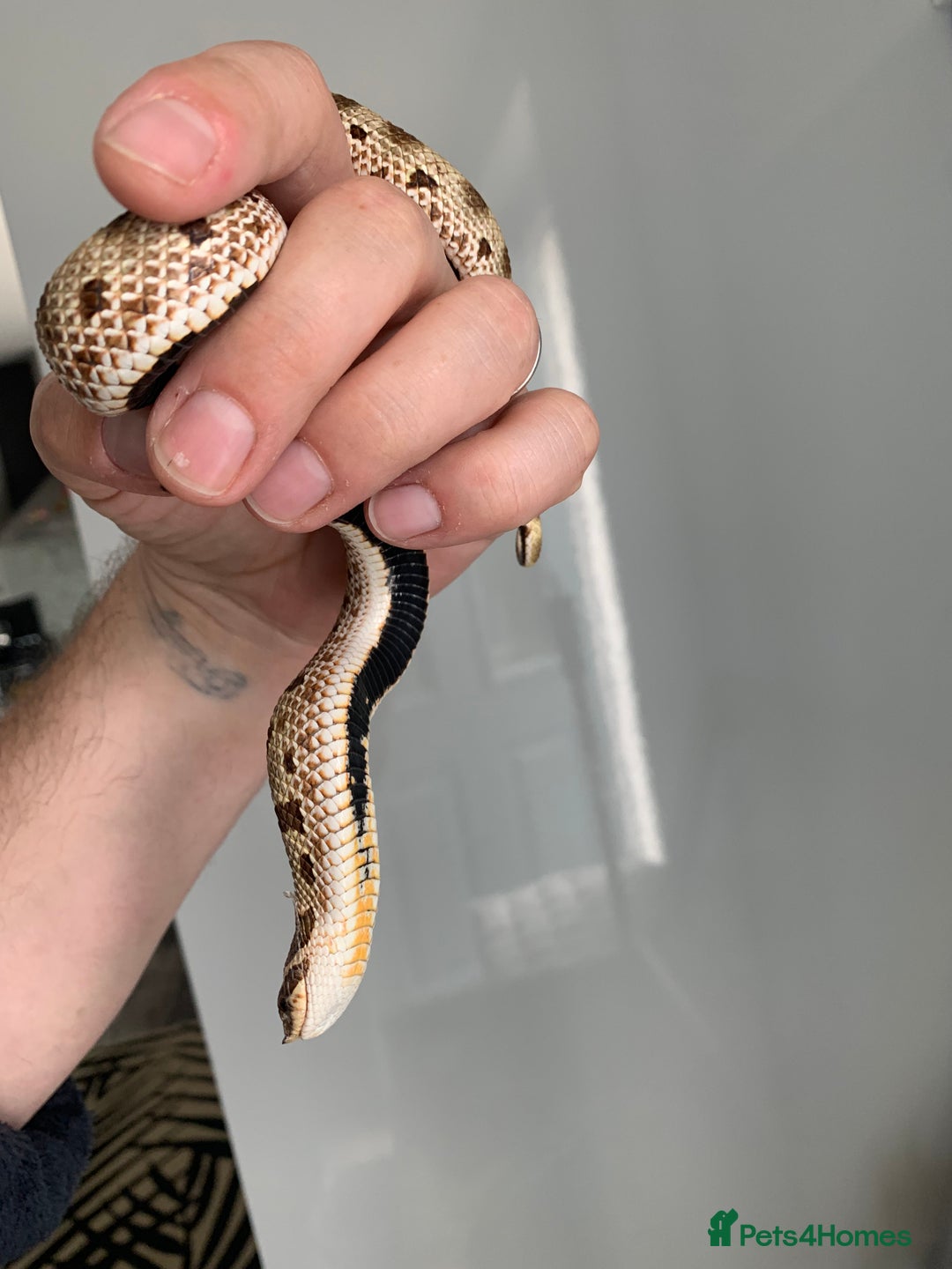 Snake reptiles for sale: Male Western Hog Nose stunning markings & set up - Image 3