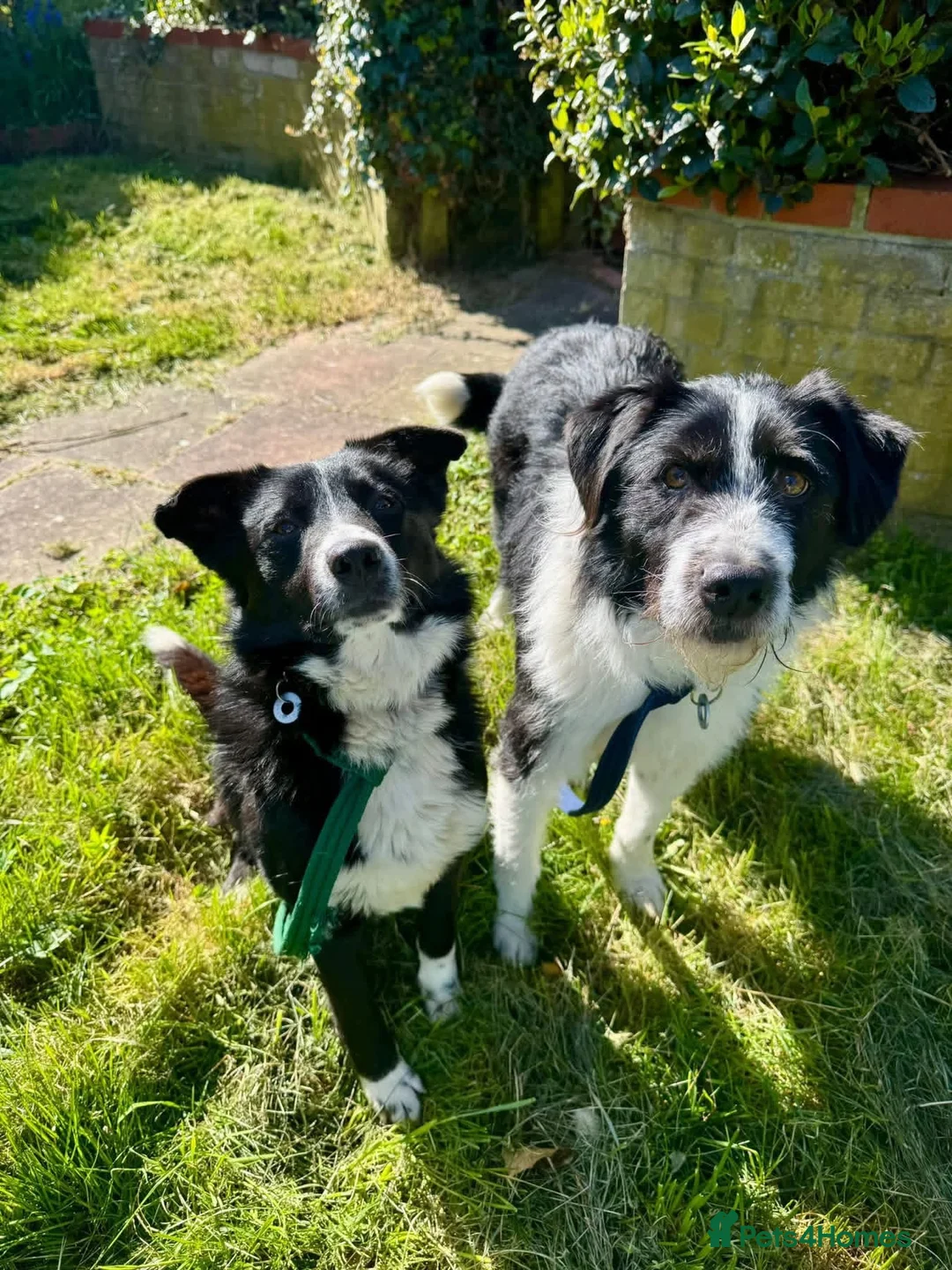 Mixed Breed dogs for adoption: Tommy - long stratton Norfolk  in Norwich - Advert 2