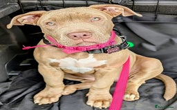 American Bully dogs for sale: American Bully 4 Months Old A Sweetheart  in Stonehouse - Image 24