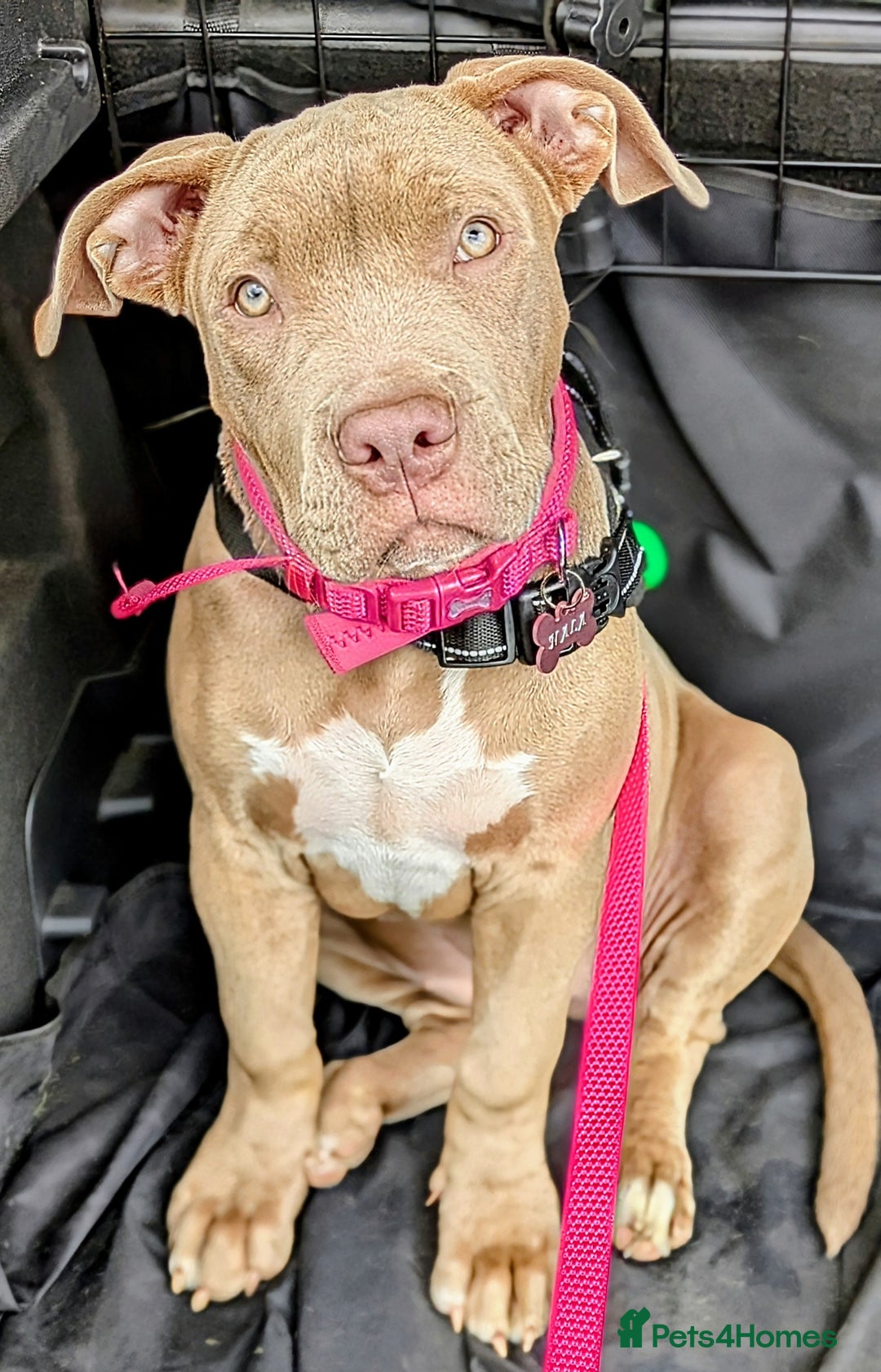 American Bully dogs for sale: American Bully 4 Months Old A Sweetheart  in Stonehouse - Image 24