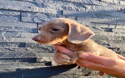 Miniature Dachshund dogs for sale: Miniature dachshunds READY NOW - Advert 13
