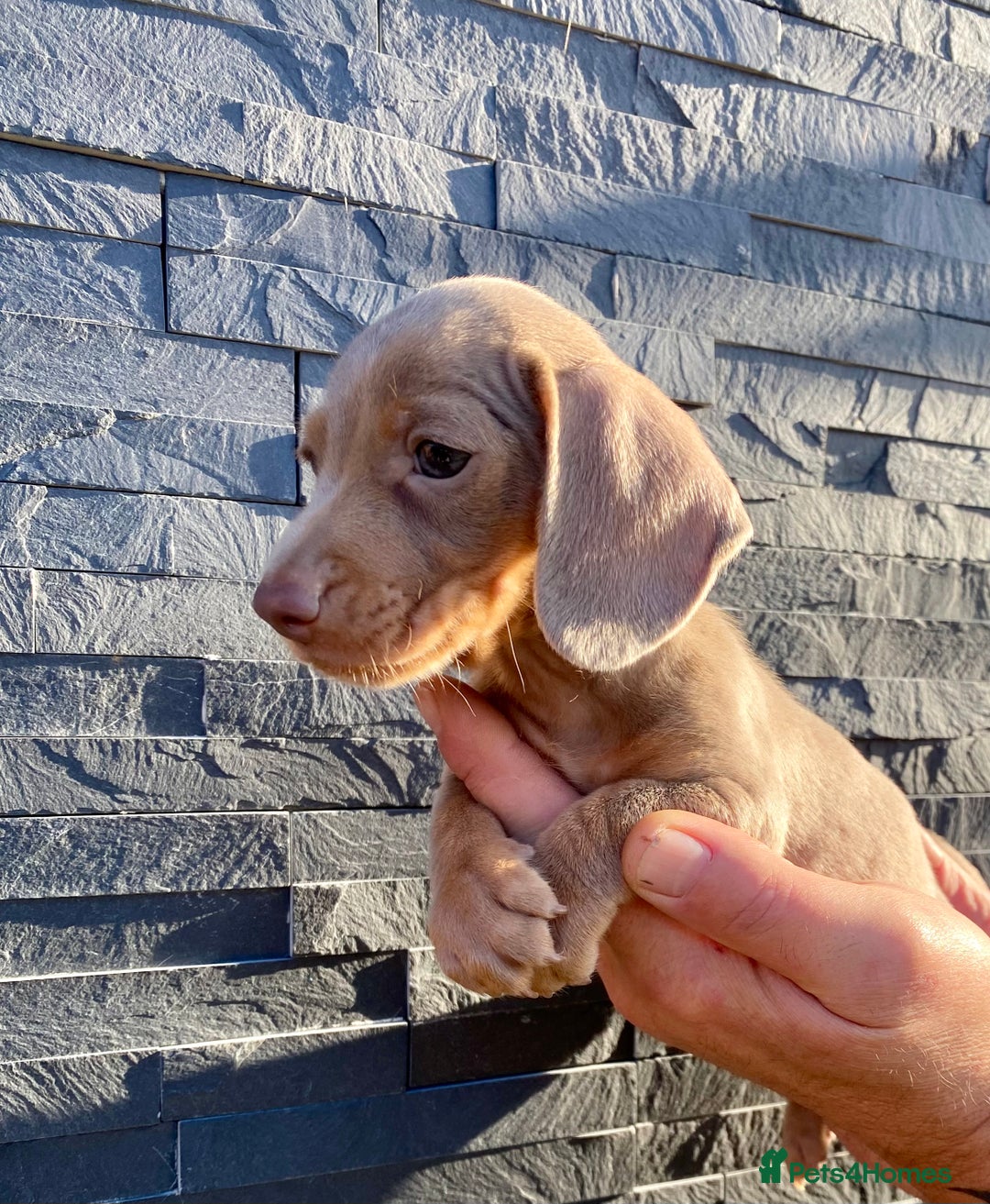 Miniature Dachshund dogs for sale: Miniature dachshunds READY NOW - Advert 13