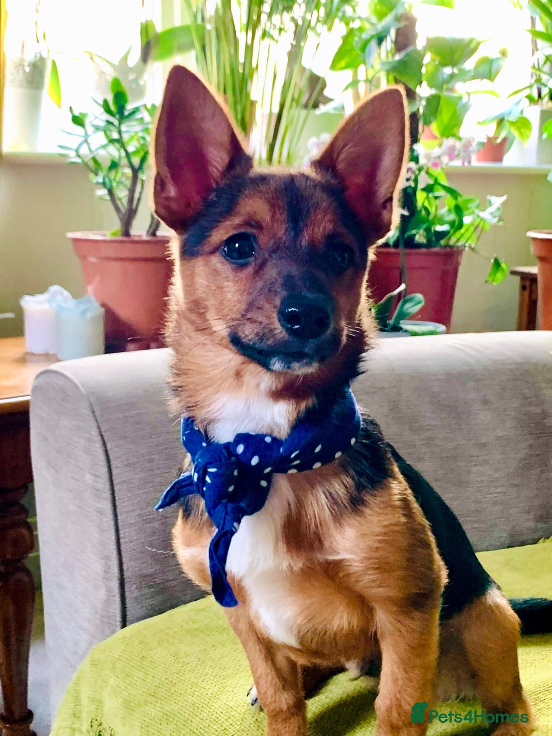 Mixed Breed dogs for sale: Cutie Milo  - Advert 2