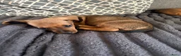Miniature Dachshund dogs for sale: KC registered Miniature Smooth haired Dachshund  - Advert 15