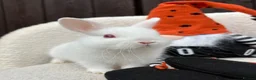 Netherland Dwarf rabbits for sale: gorgeous Netherland dwarf babies. Ruby eyed white  - Advert 9