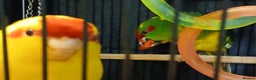 Parakeets birds for sale: Kakariki's x3 Males dna'd Kakariki's  - Advert 22