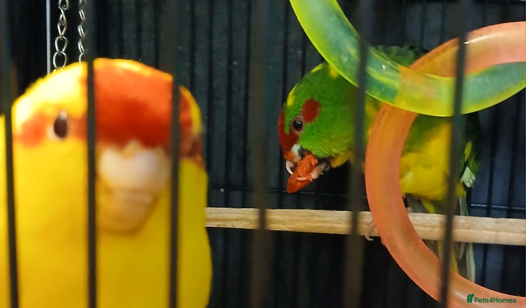 Parakeets birds for sale: Kakariki's x3 Males dna'd Kakariki's  - Advert 22