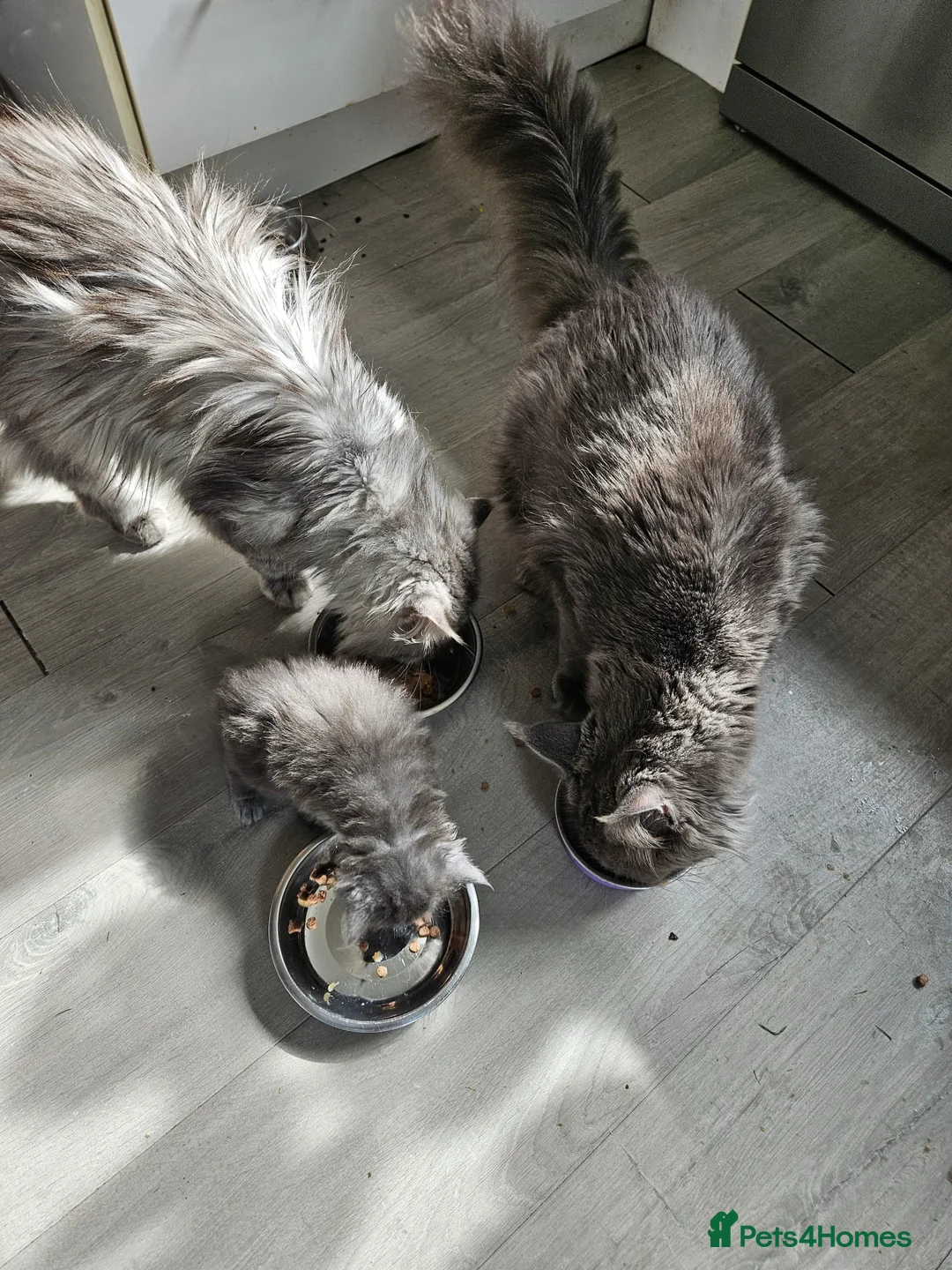 Maine Coon cats for sale: Maine coone  in Dukinfield - Advert 2
