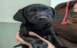 Labrador Retriever dogs for sale: FULLY HEALTH TESTED PARENTS,Smart,Tidy Lab Puppies - Image 4