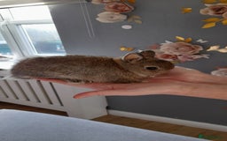 Netherland Dwarf rabbits for sale: Baby rabbits  - Image 2