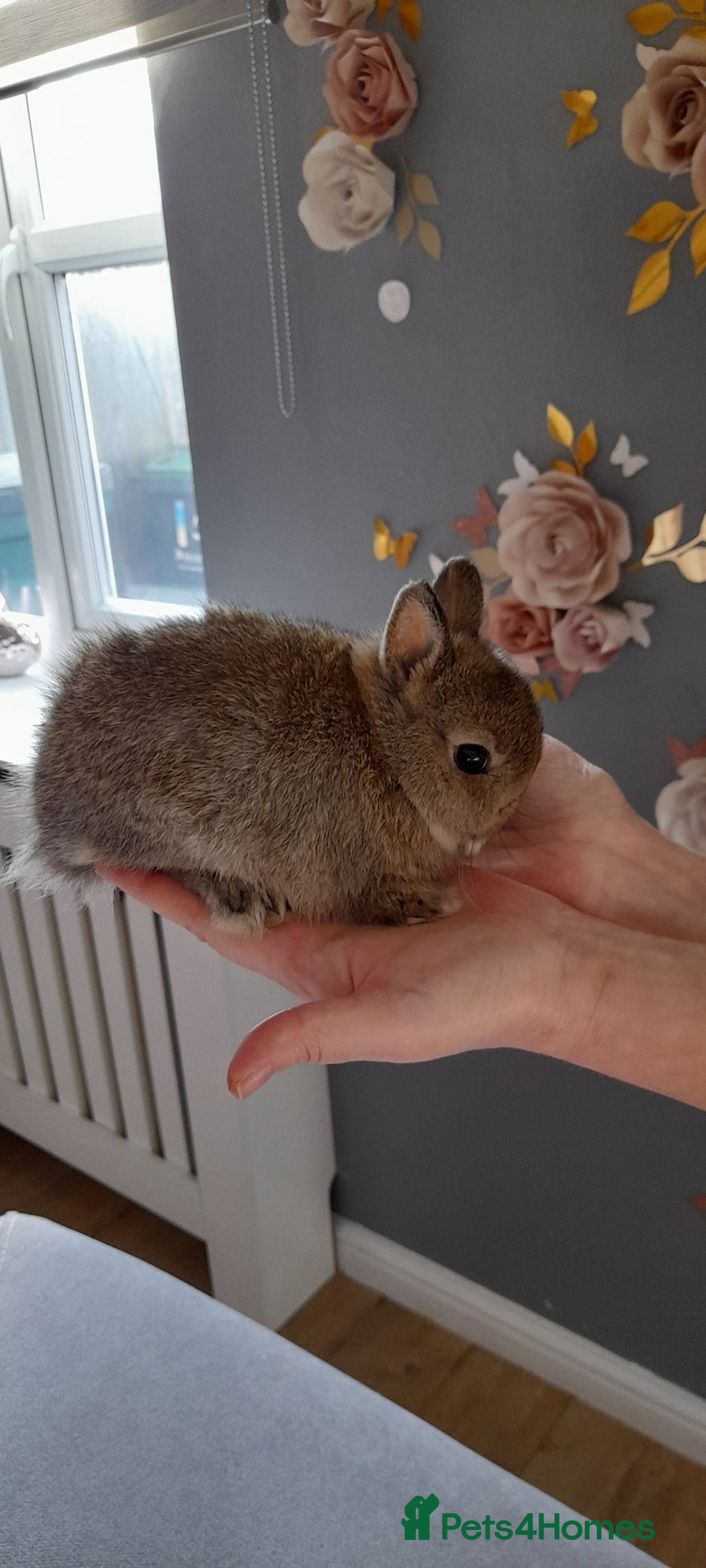 Netherland Dwarf rabbits for sale: Baby rabbits  - Image 2