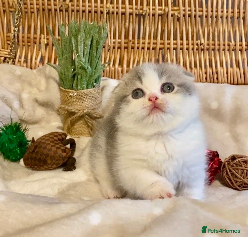 Scottish Fold cats 🧸😻CHAMPION LINE TICA ACTIVE SCOTTISH/BSH😻🧸 - Advert 15