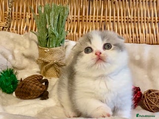 Scottish Fold cats 🧸😻CHAMPION LINE TICA ACTIVE SCOTTISH/BSH😻🧸 - Advert 15