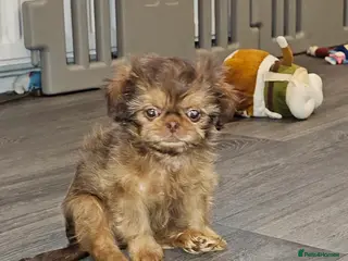 Shih Tzu dogs 1 beautiful girl remaining, ready now - Advert 17