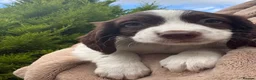 Sprocker dogs for sale: Beautiful Sprocker Puppies - Advert 33