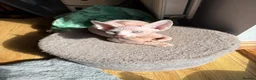 Sphynx cats for sale: Last pink green eyed sphynx kittens 😊 - Advert 3