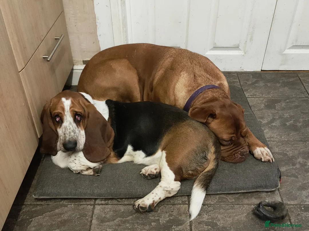 Basset Hound dogs for stud: Bert the basset  in Sheffield - Advert 5