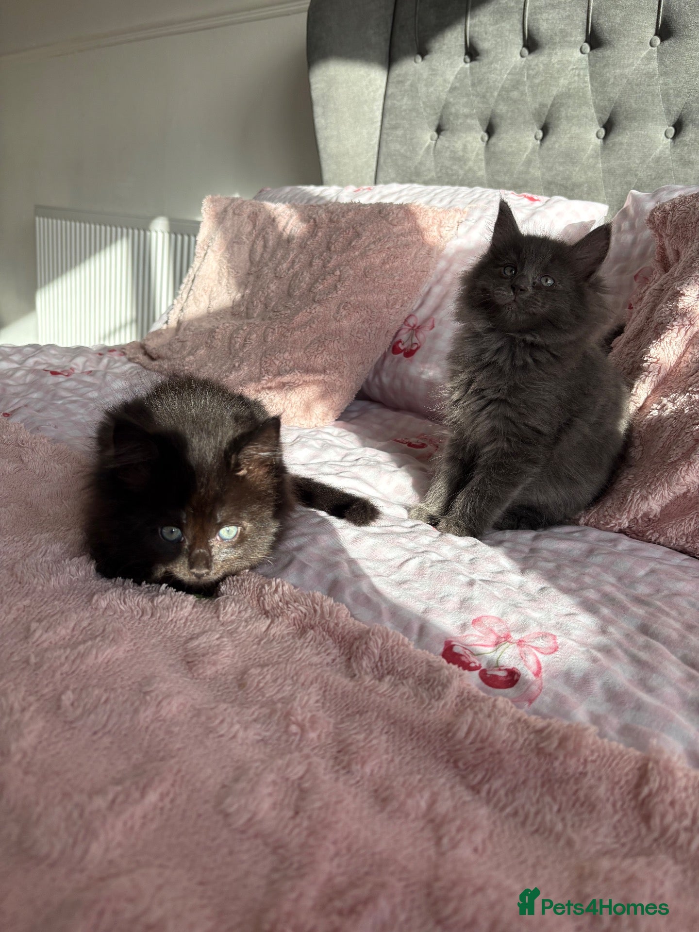 Mixed Breed cats for sale: Mainecoon cross only 2 girls left  - Advert 1