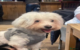 Mixed Breed dogs for sale: Loving dog Winter looking for her forever home - Image 11