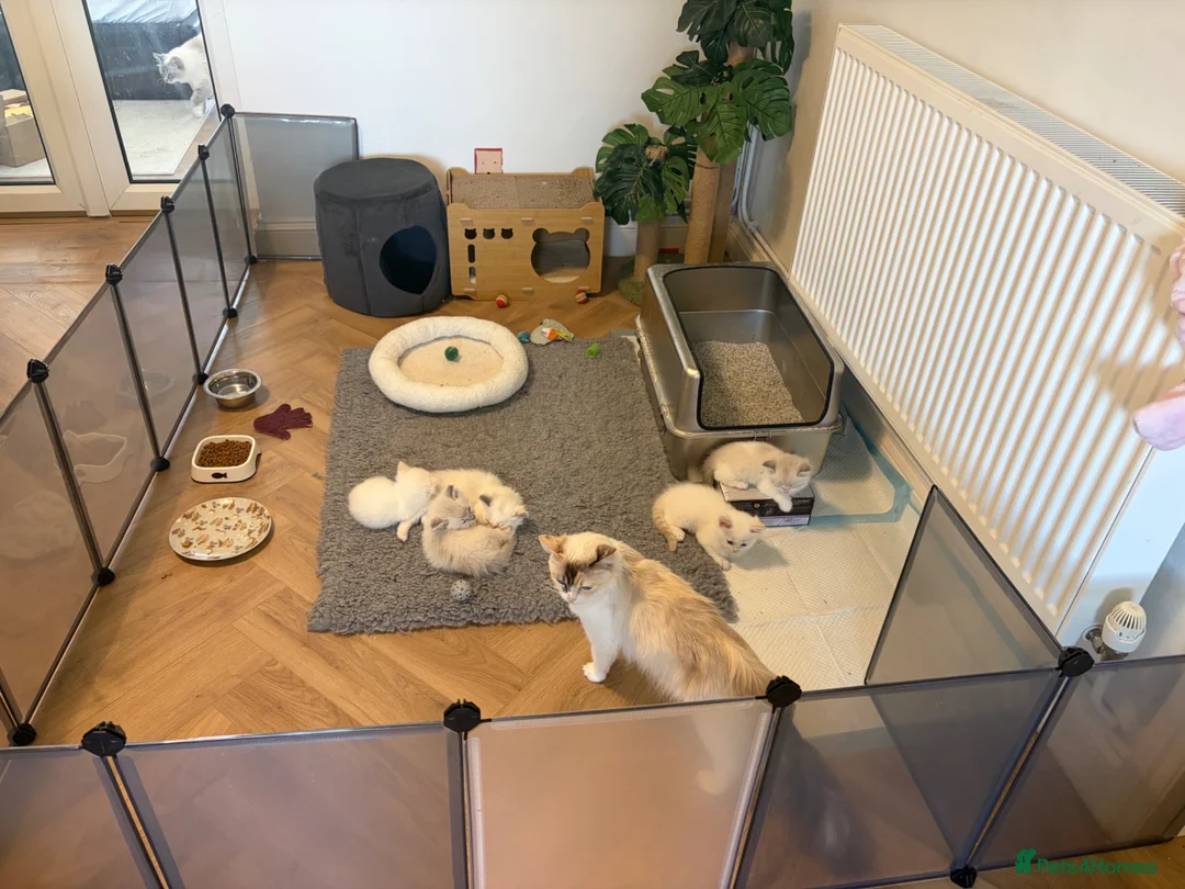 Ragdoll cats for sale: Beautiful pedigree Ragdoll kittens  - Advert 1