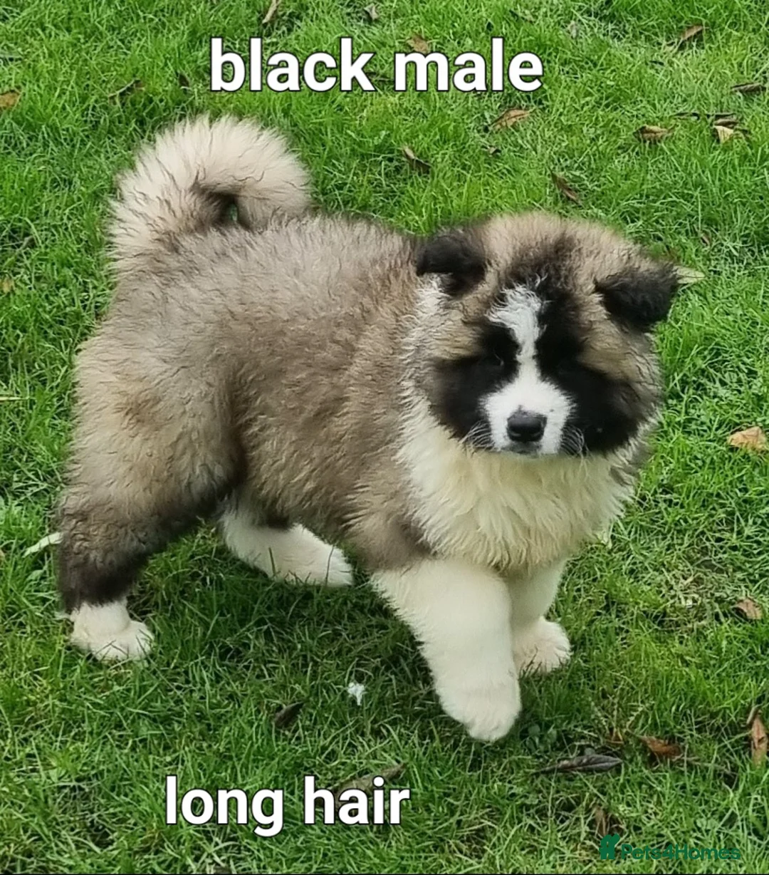 Akita dogs for sale: 9 weeks old Akita pups READY  - Advert 3