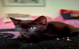 British Shorthair cats for sale: Male and female black kittens - Advert 3