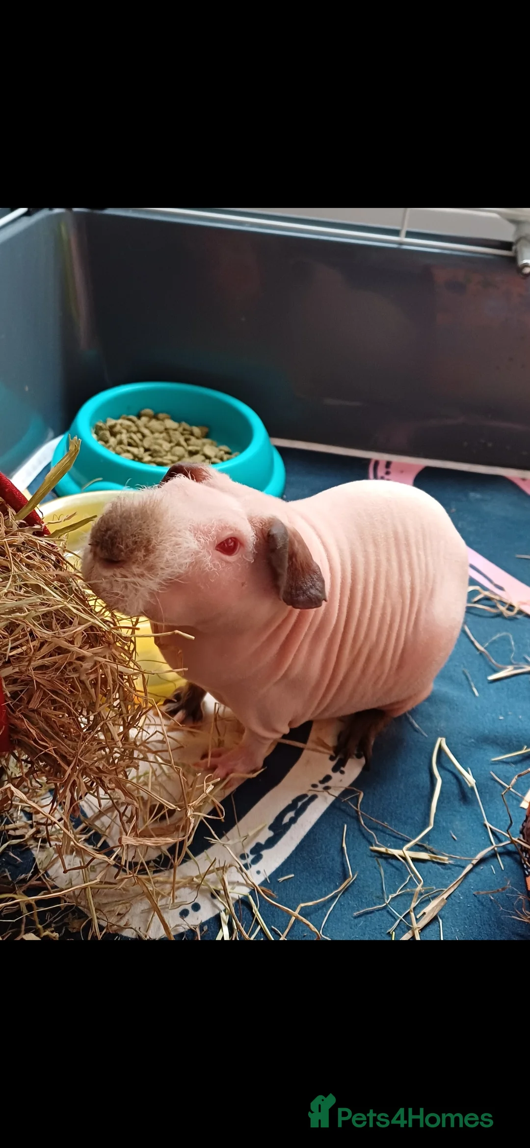 Guinea Pig rodents for sale: Skinny pig Male in Sunderland - Advert 2
