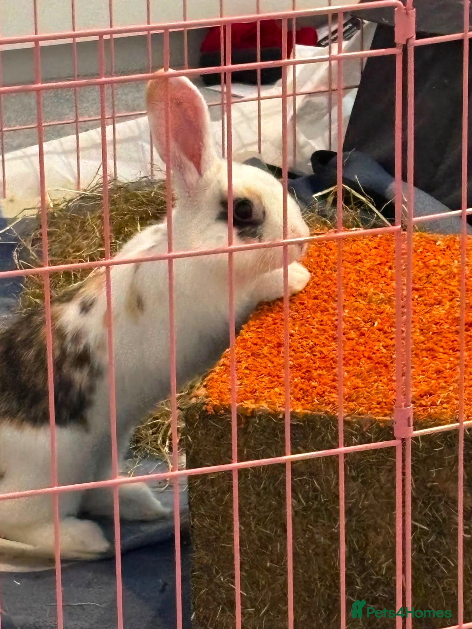 Dwarf Lop rabbits Indoor bunny and equipment  - Advert 1