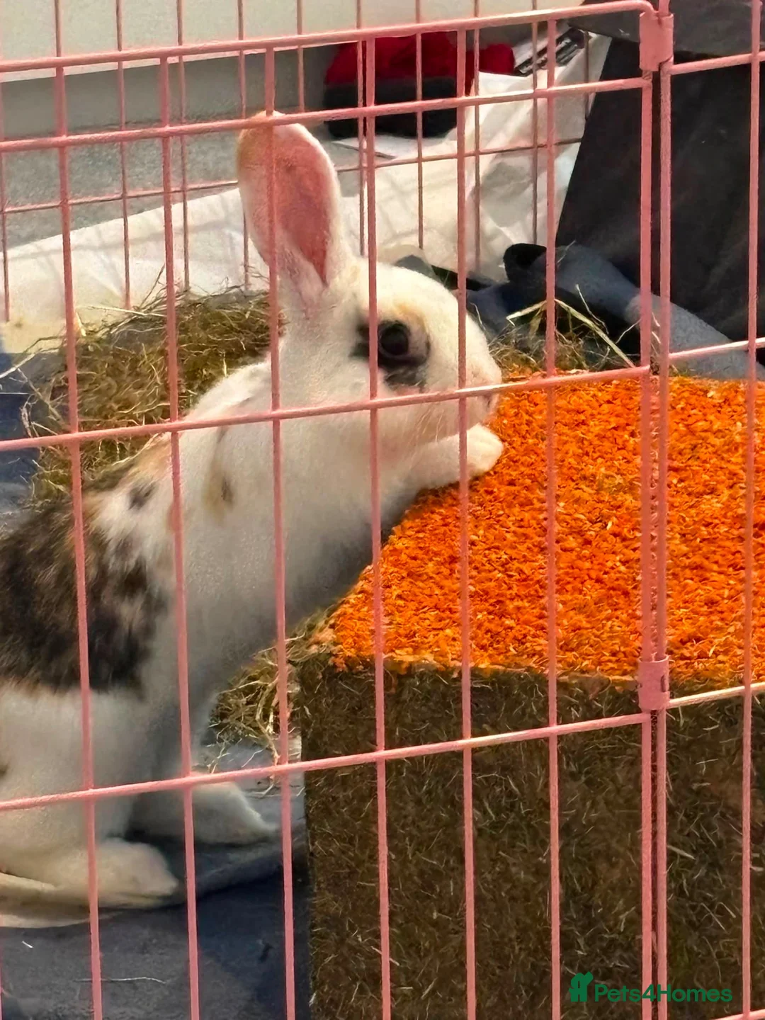 Dwarf Lop rabbits for sale: Indoor bunny and equipment  in Peterborough - Advert 1