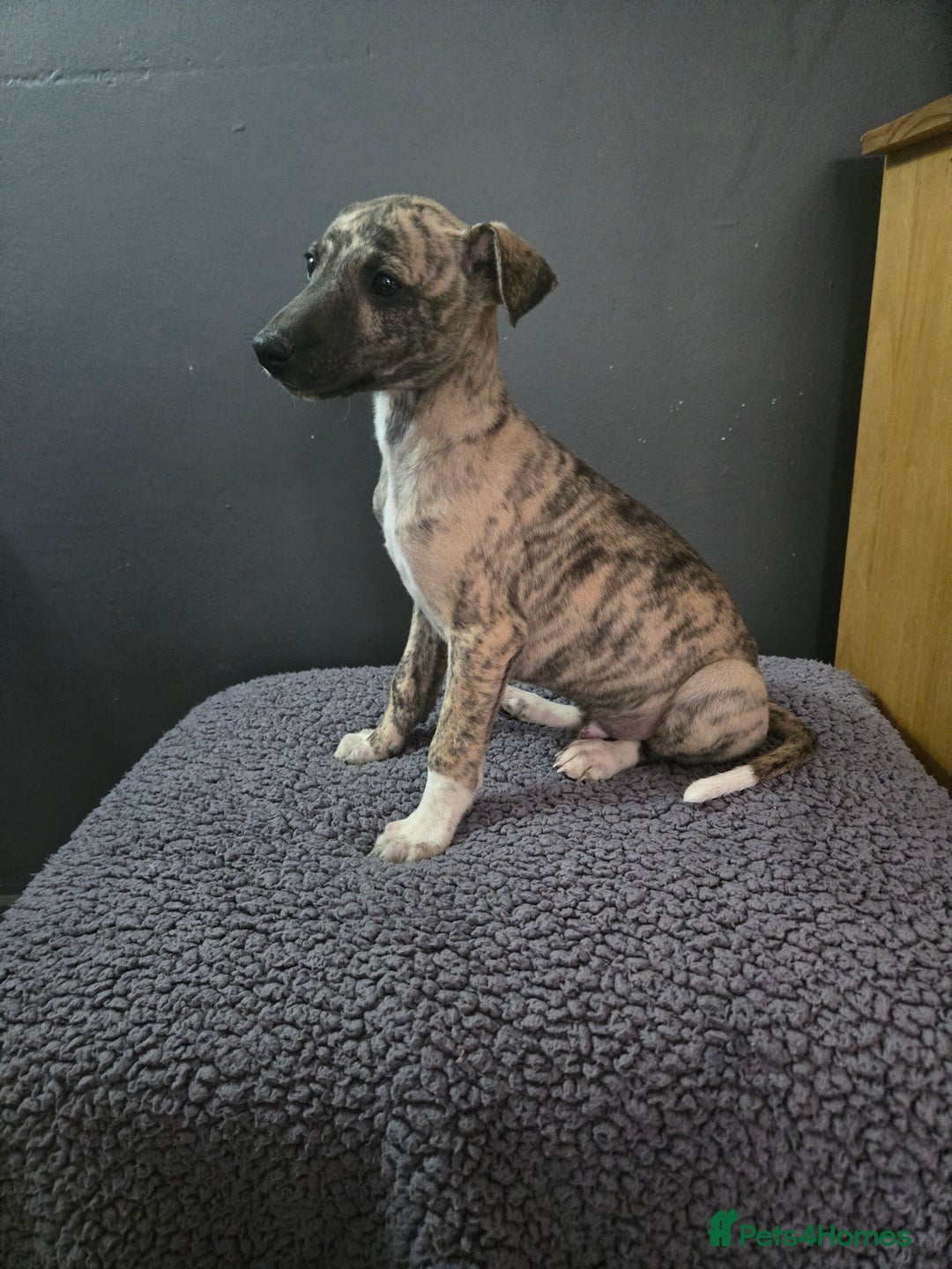 Whippet dogs for sale: ✅️ Ready to leave - KC whippets 🧡 - Image 30