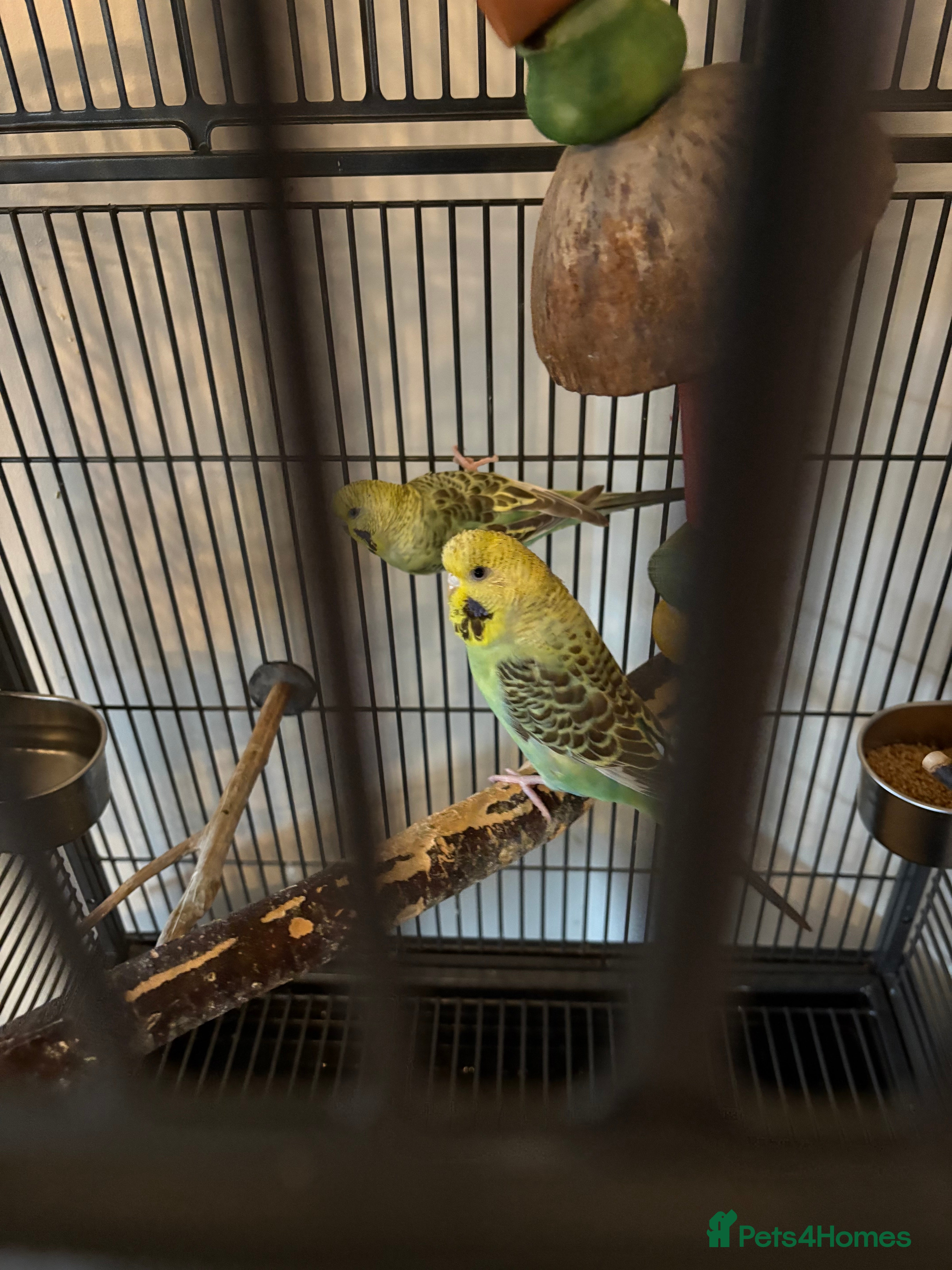 Budgerigars birds Two budgies with cage  in Sheffield - Advert 2