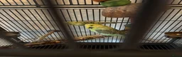 Budgerigars birds for sale: Two budgies with cage  in Sheffield - Advert 1