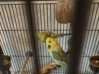 Budgerigars birds Two budgies with cage in Sheffield - Advert 2