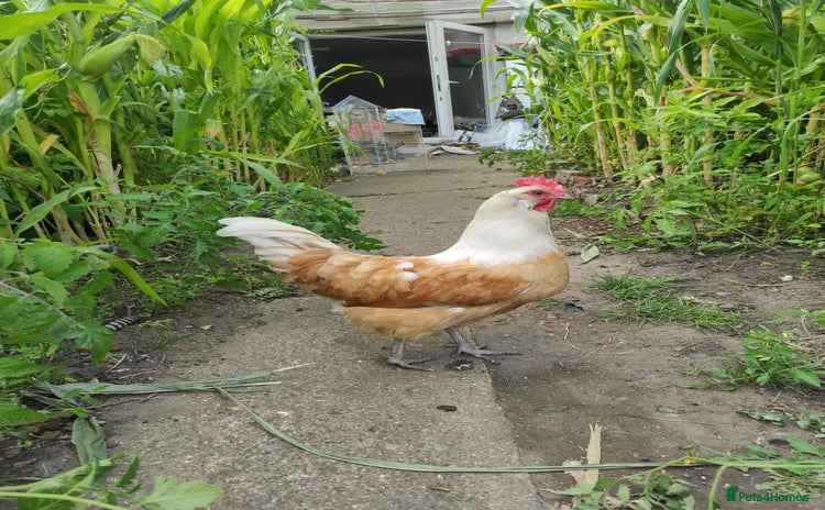 Chickens poultry - Advert 1