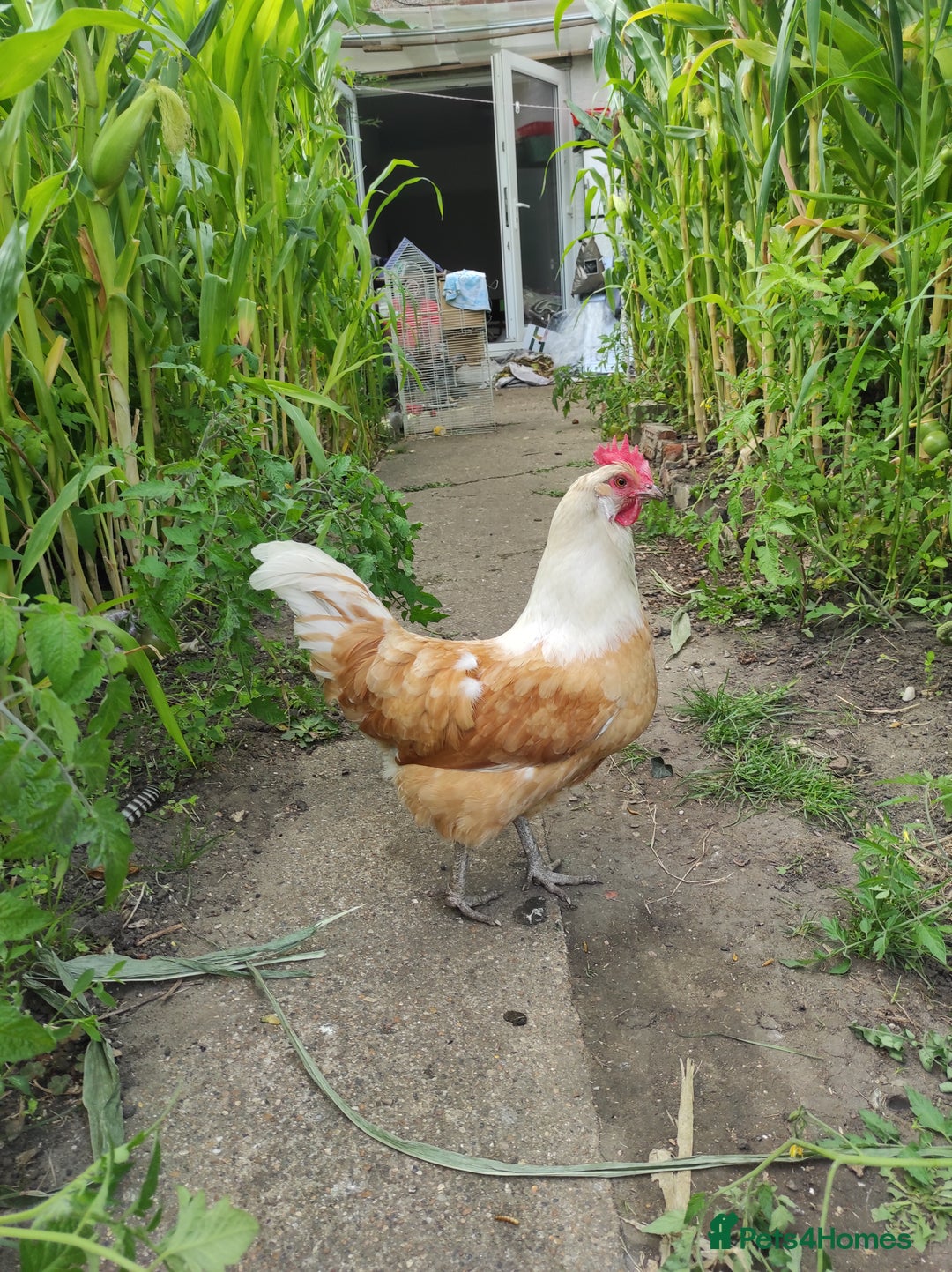 Chickens poultry for sale: Laying hens - Image 1
