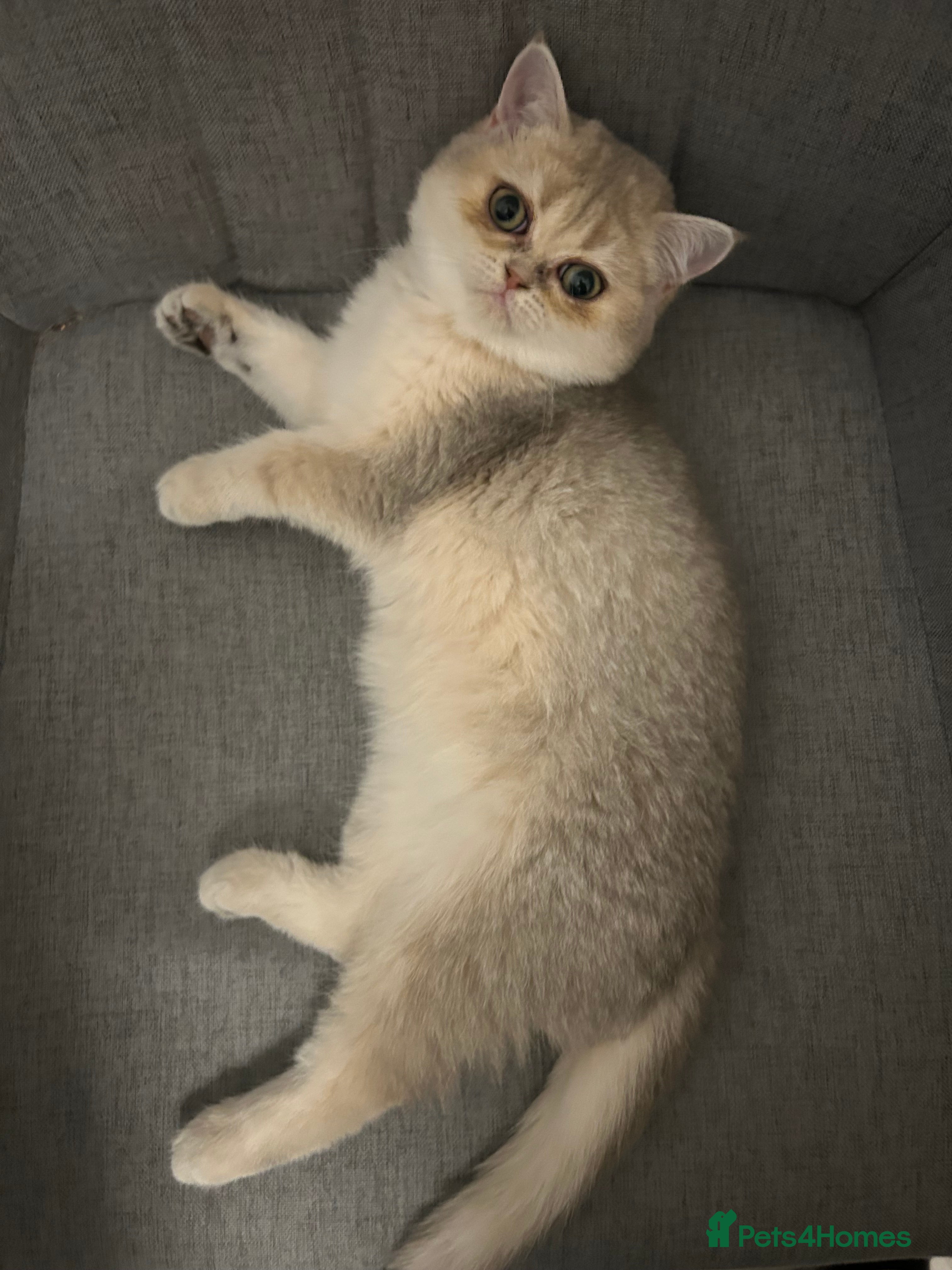 British Shorthair cats BLUE GOLDEN British shorthair female  - Advert 2