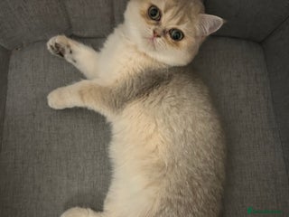 British Shorthair cats BLUE GOLDEN British shorthair female - Advert 18