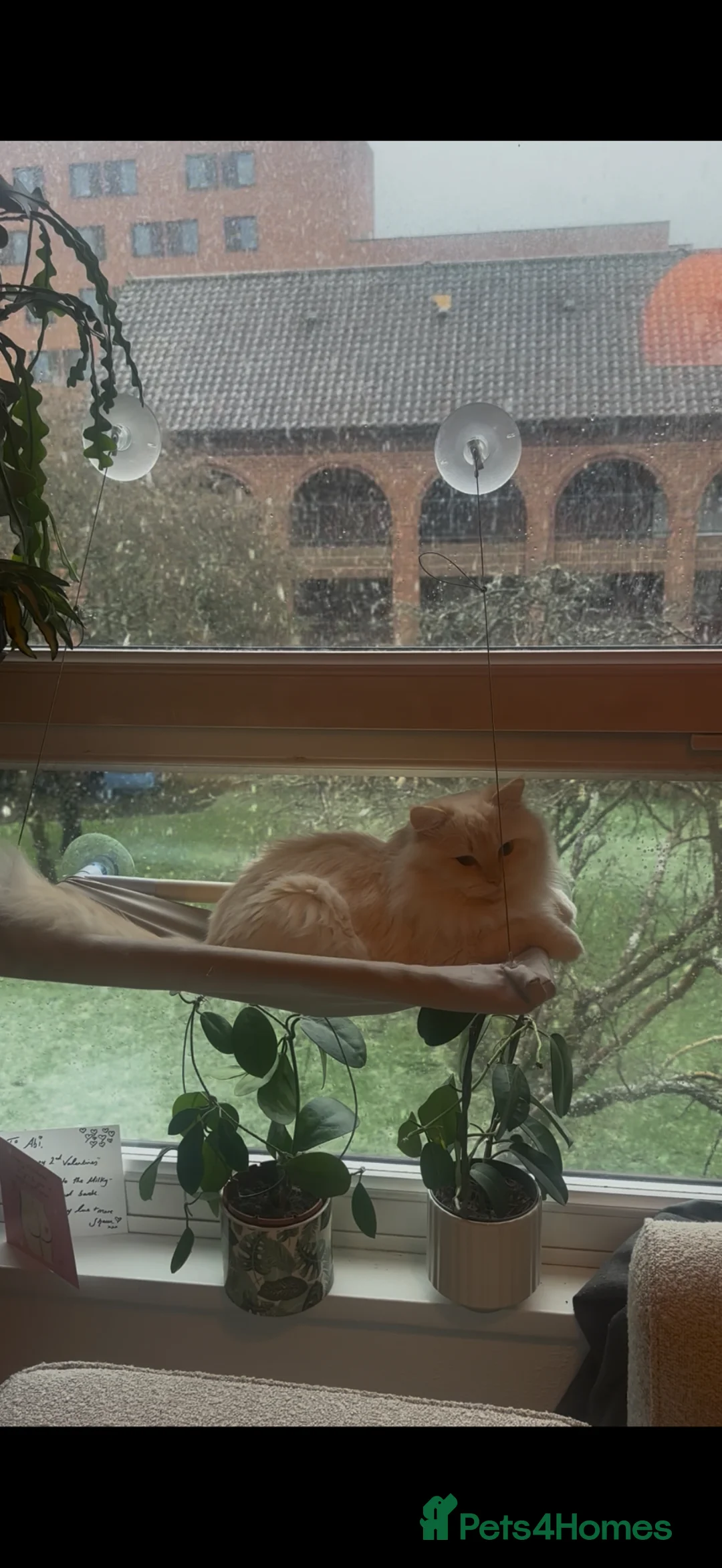 Ragdoll cats for stud: Flame point ragdoll stud - Advert 8