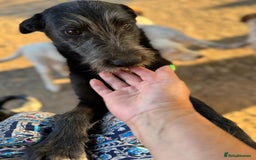 Mixed Breed dogs for adoption: LIA - a Beautiful young Girl, for a Loving Home - Image 5