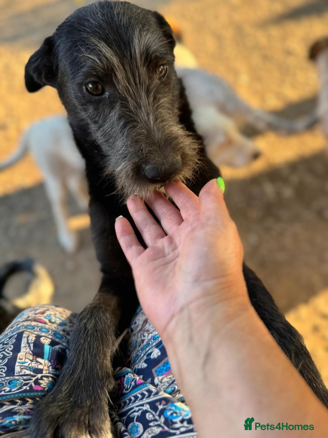 Mixed Breed dogs for adoption: LIA - a Beautiful young Girl, for a Loving Home - Image 5