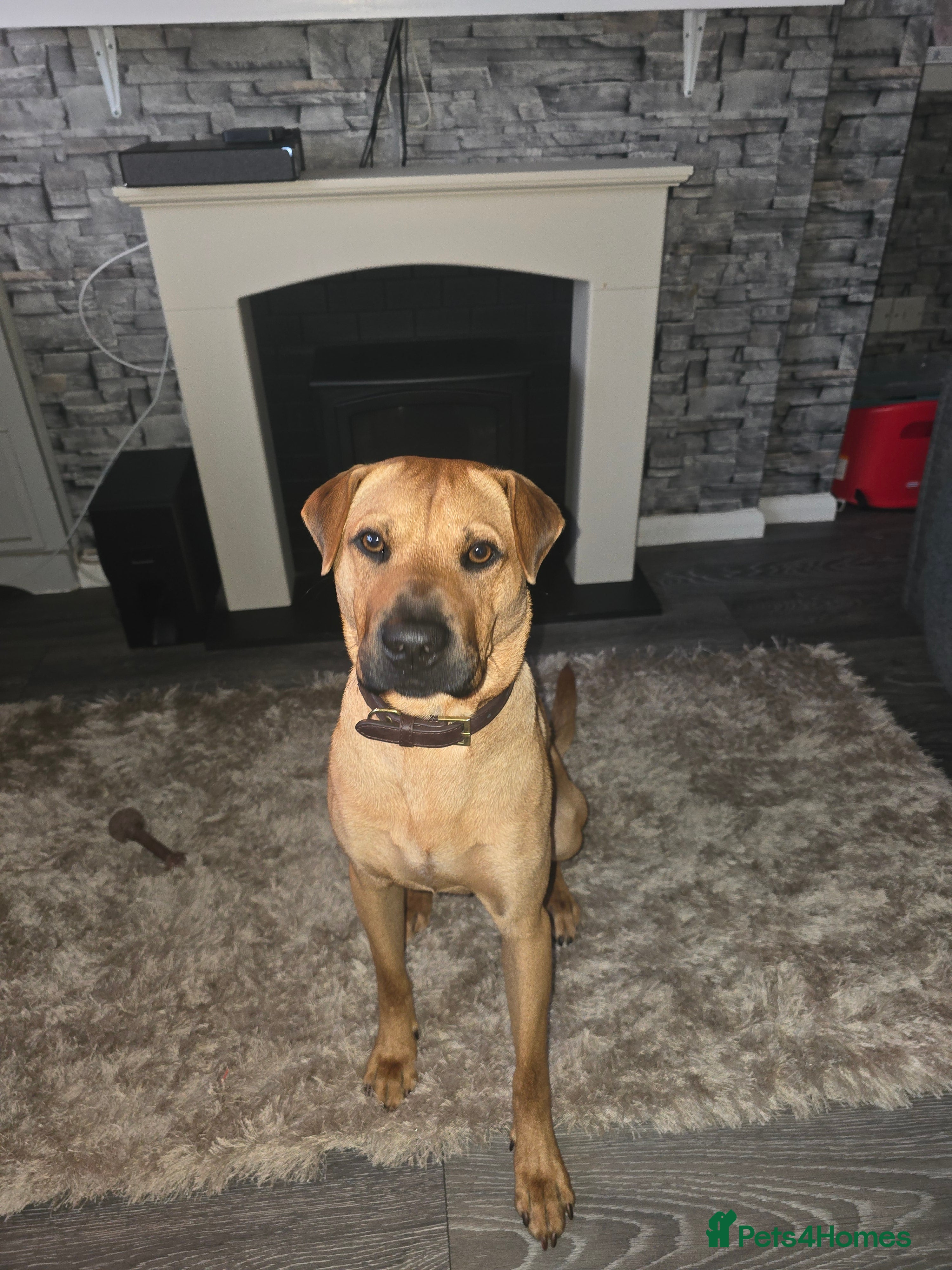 Mixed Breed dogs Rehoming tommy  - Advert 4