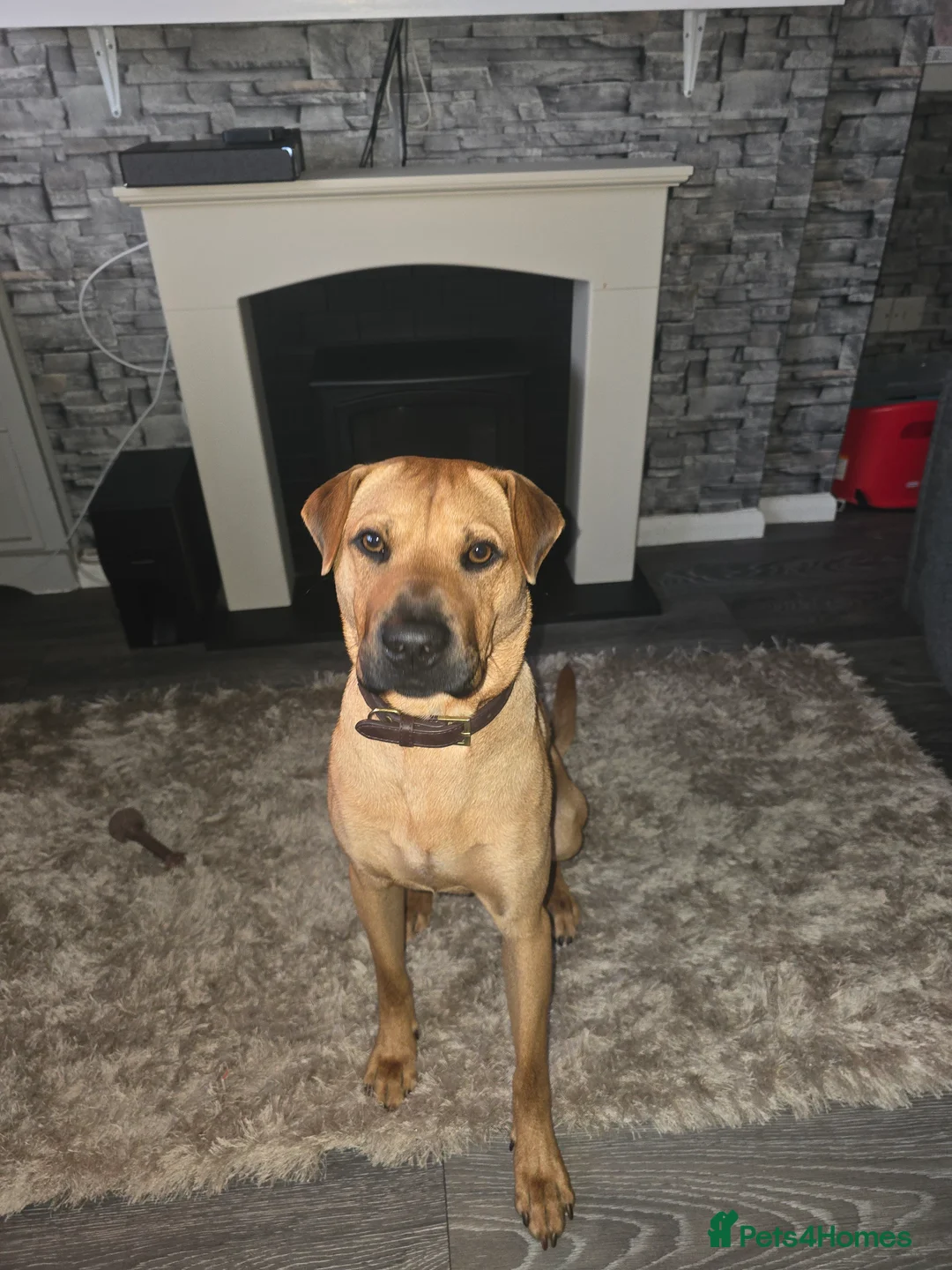 Mixed Breed dogs for sale: Rehoming tommy  - Advert 1