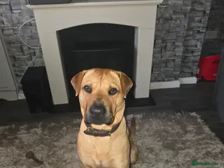 Mixed Breed dogs Rehoming tommy - Advert 4